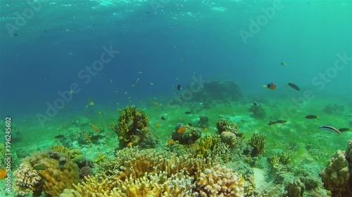 Wallpaper Mural Coral reef and tropical fishes. The underwater world of the Philippines. Philippines. Torontodigital.ca