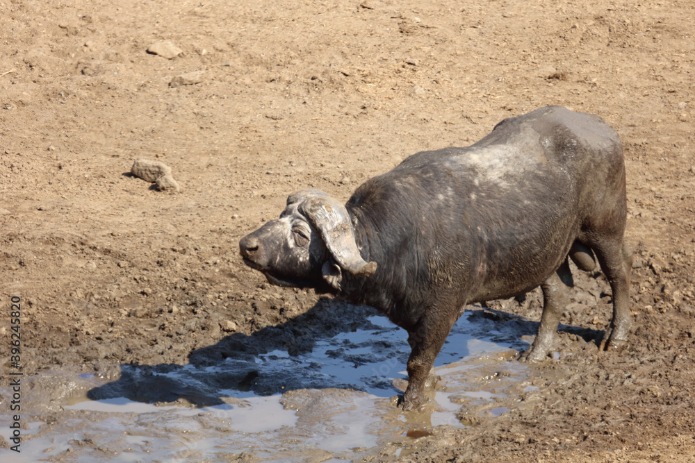 Fototapeta premium Kaffernbüffel / Buffalo / Syncerus caffer