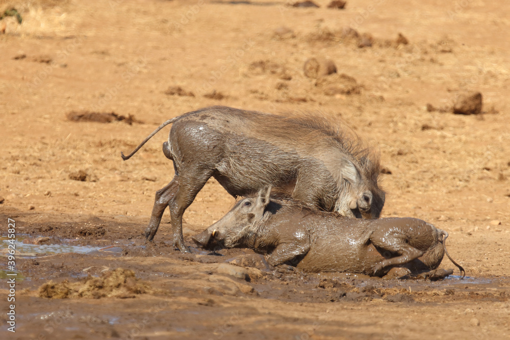 Fototapeta premium Warzenschwein / Warthog / Phacochoerus africanus