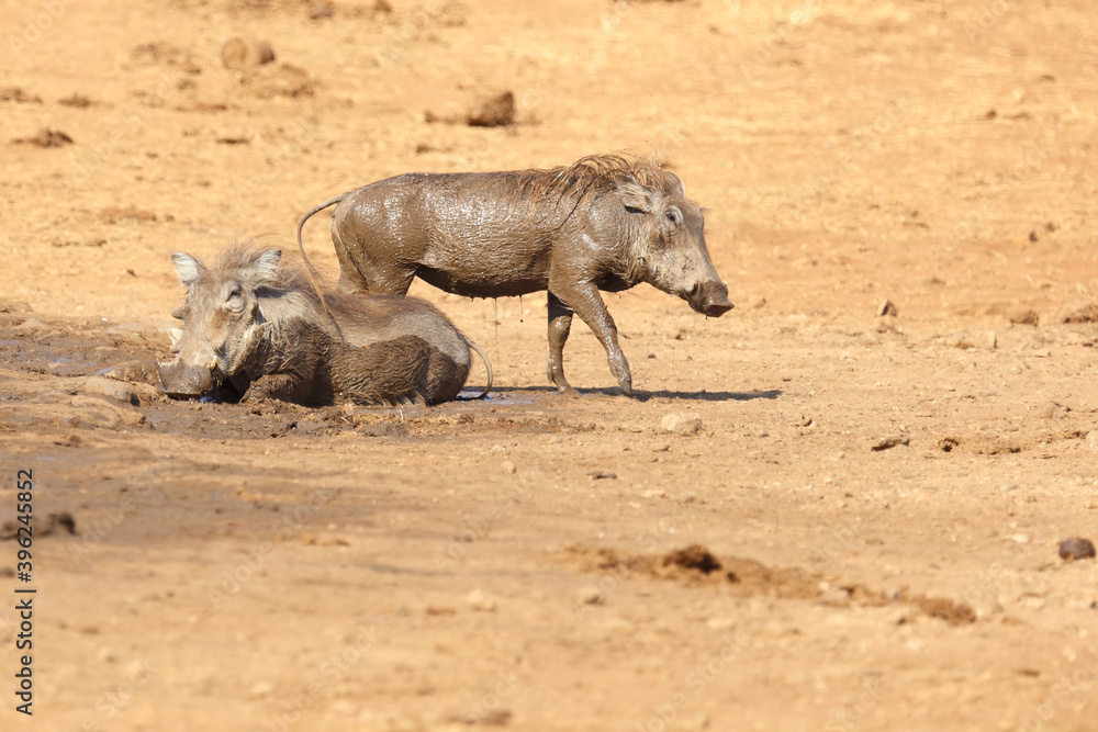 Warzenschwein / Warthog / Phacochoerus africanus Warzenschwein / Warthog / Phacochoerus africanus