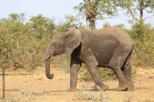 Afrikanischer Elefant   African elephant   Loxodonta africana.