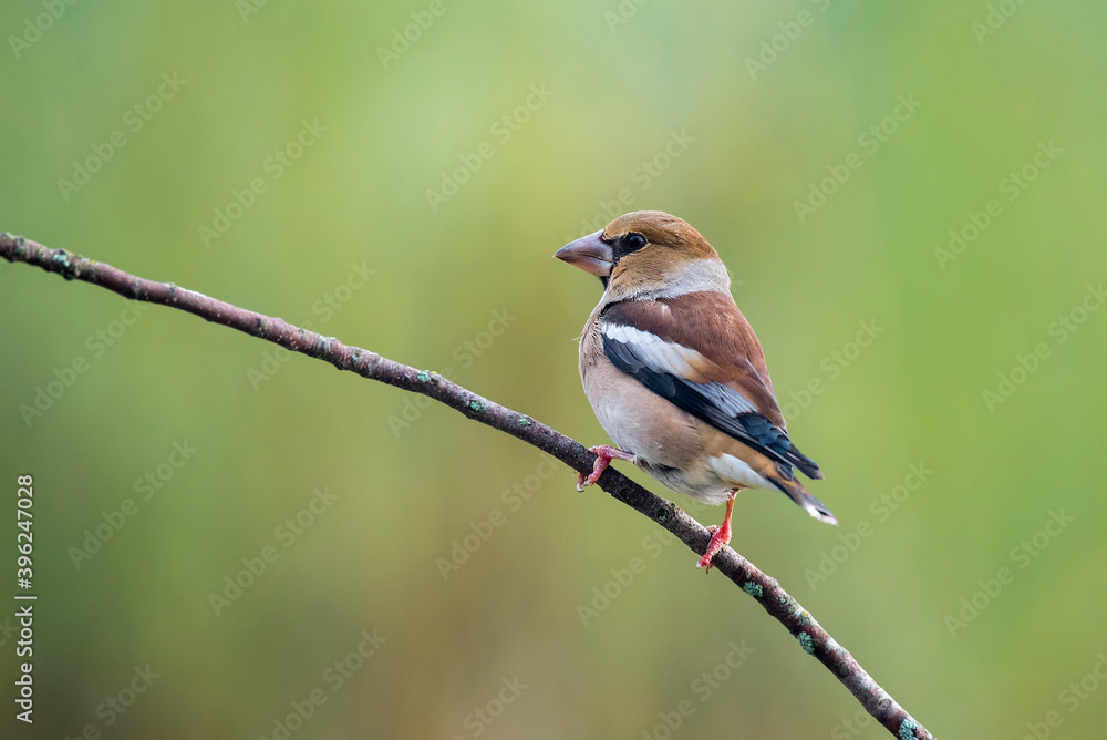 hawfinch perched on a branch with green blur background hawfinch perched on a branch with green blur background