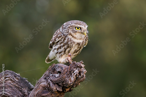 European owlet perched on a log eating a grasshopper