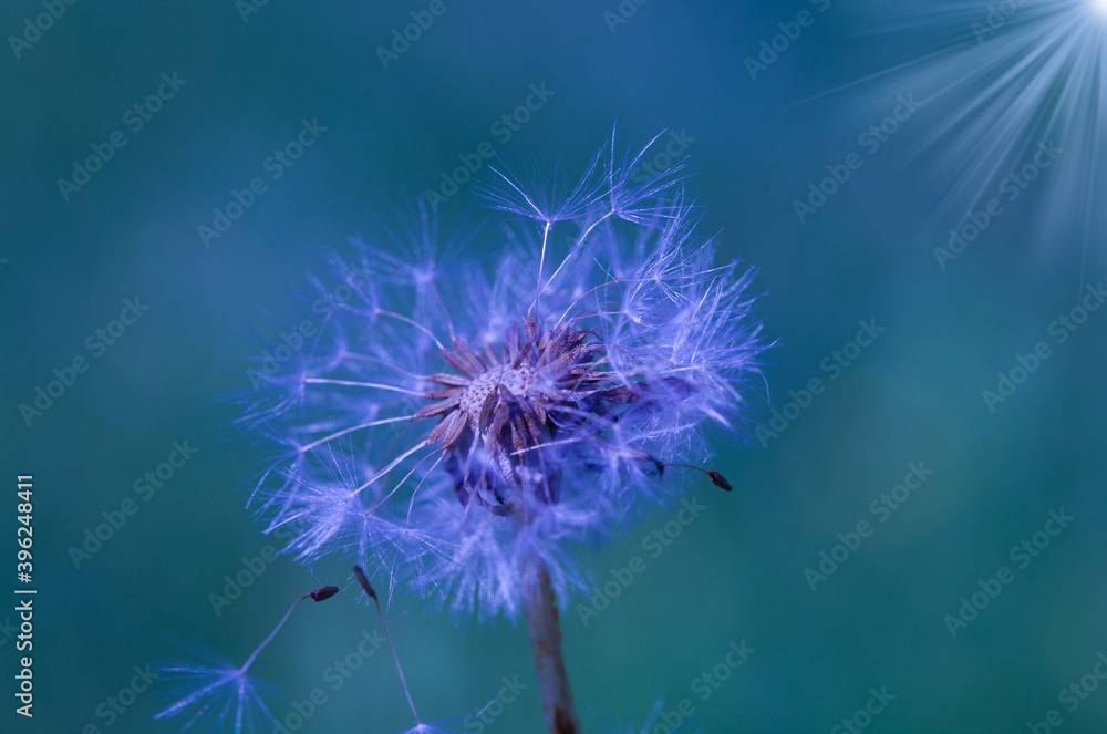 Art photo dandelion isolated on the natural blurred background. Closeup. For design, texture, background. Nature. Art photo dandelion isolated on the natural blurred background. Closeup. For design, texture, background. Nature.