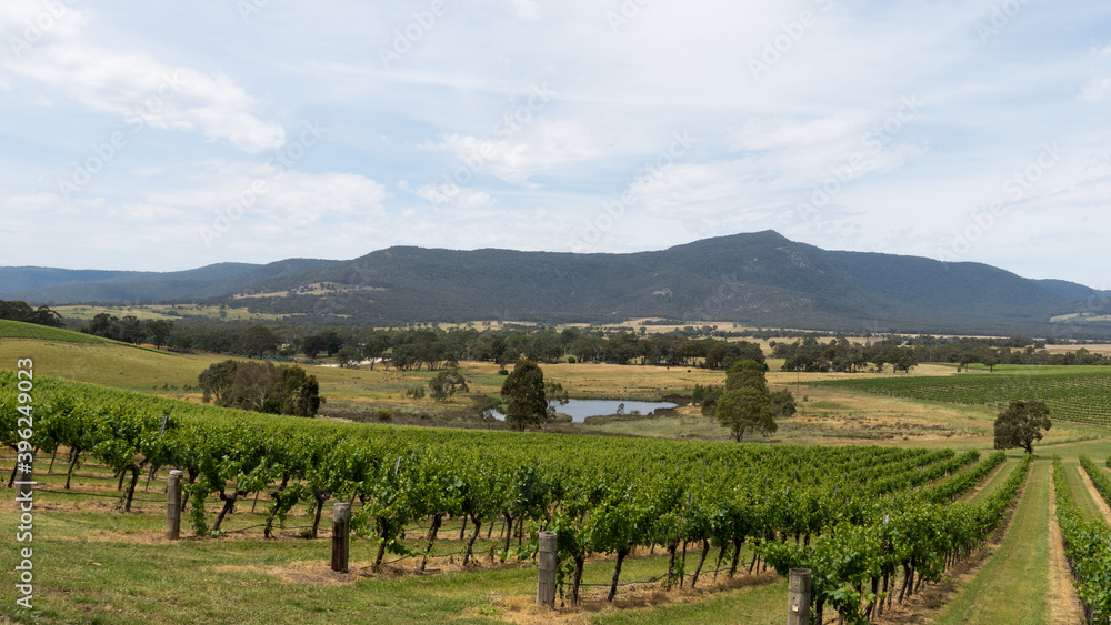 Fototapeta premium vineyard in region country