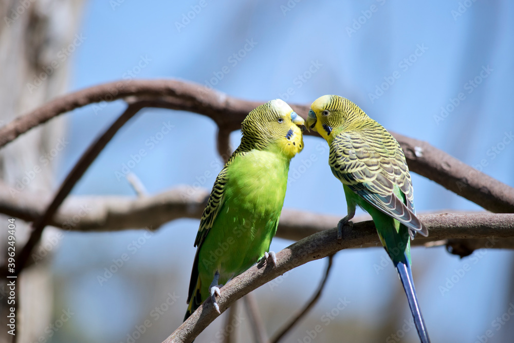 Fototapeta premium the two parakeets are perched on a branch