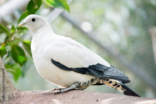 the torresian imperial pigeon is a black and white bird