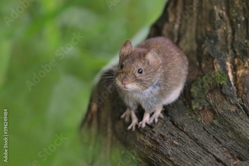 bank vole sitting on the stump. Myodes glareolus. Wildliofe scene with a mouse. Cute animal in the nature habitat. 
