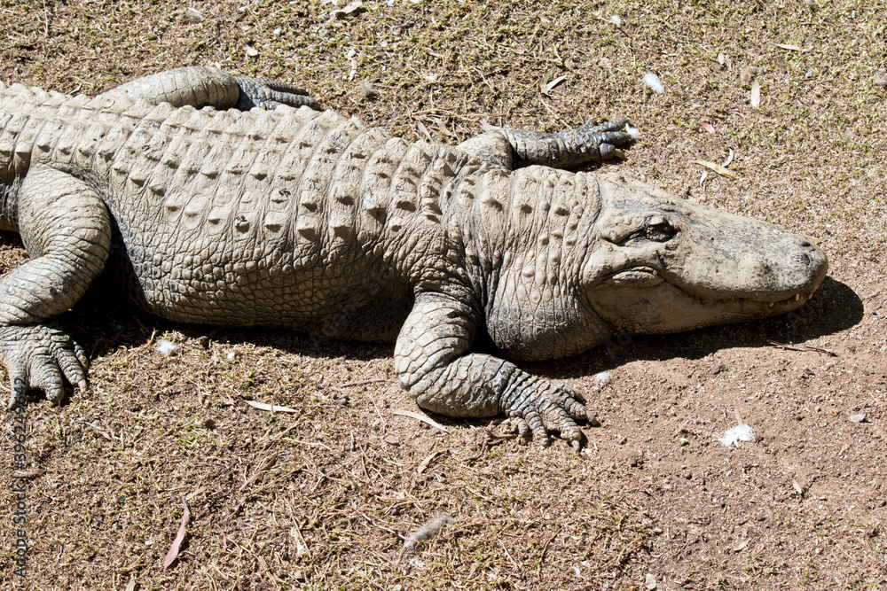 this is an american alligator, it is gray and has scales this is an american alligator, it is gray and has scales