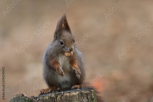 Cute red squirrel with long pointed ears in autumn scene . Wildlife in November forest. Squirrel sitting on the stump . Sciurus vulgaris