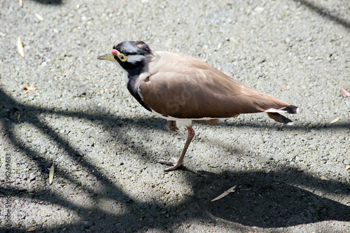 the banded lapwing is standing on one leg