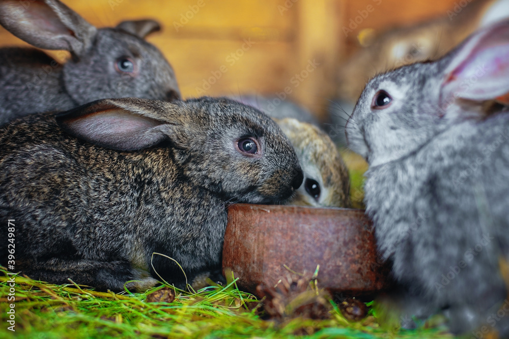Little rabbits eat from the same feeder. Friendly family Stock Photo ...