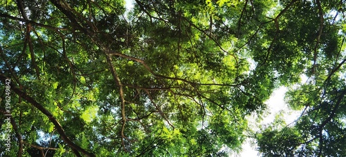 Lush tamarind trees on the side of the road