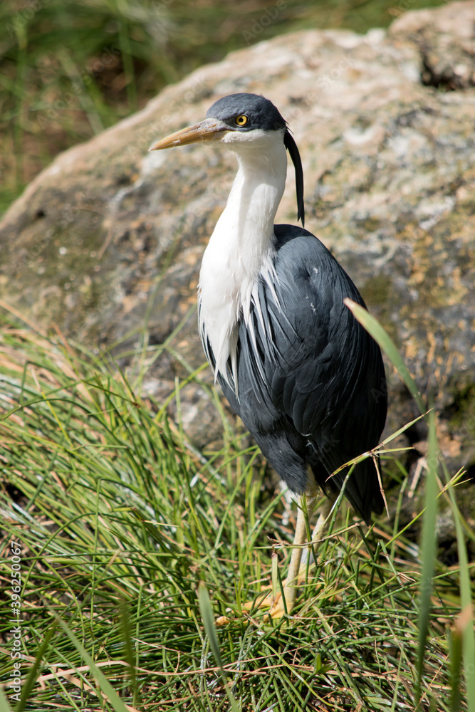 the pied heron is a black and white bird with yellow eyes the pied heron is a black and white bird with yellow eyes