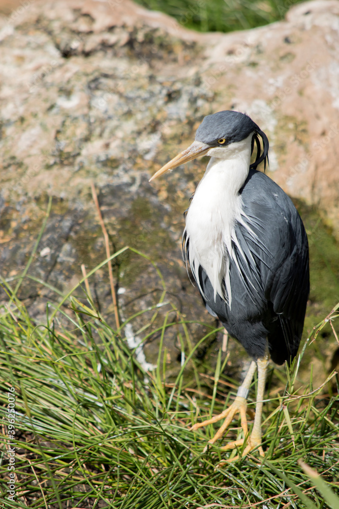 Fototapeta premium the pied heron is a black and white bird with yellow eyes