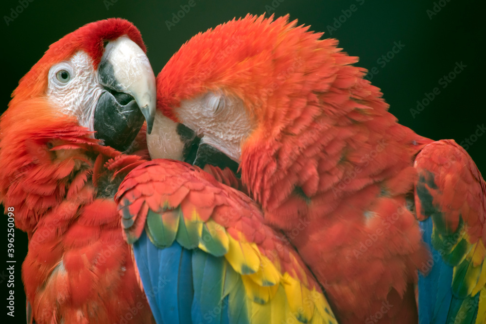 Fototapeta premium the red and green macaw are preening each other