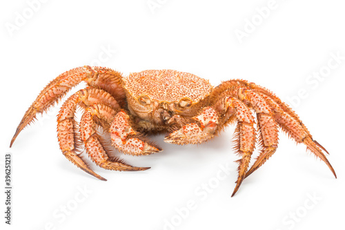 fresh cooked crab quadrangular hairy or red crab isolated on white background