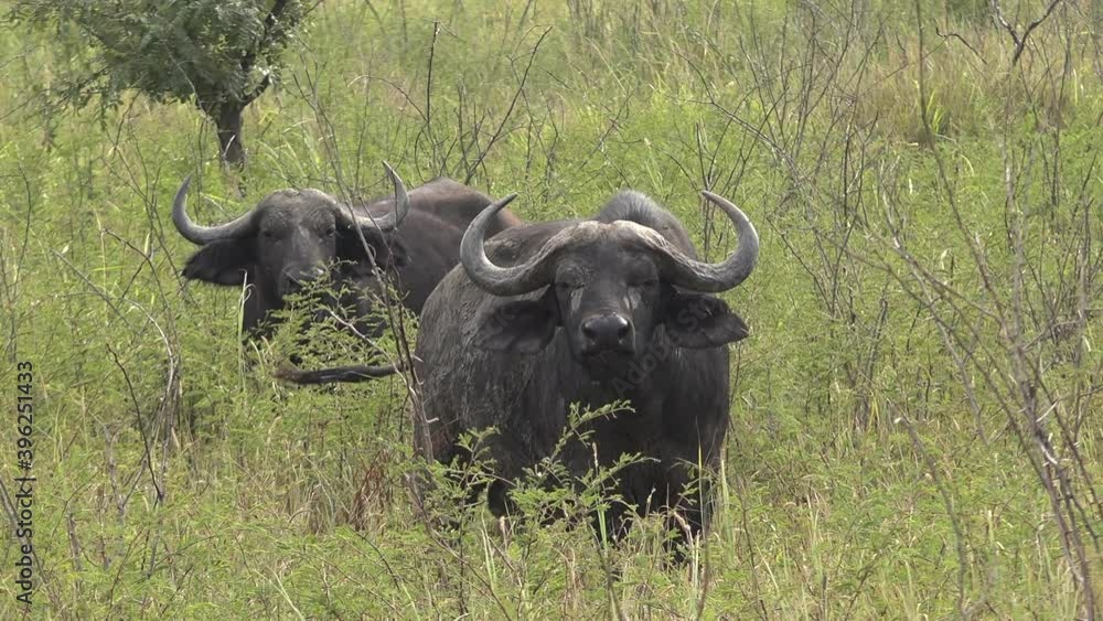 Real Wild Buffalo Herd in Natural Habitat in the African Savannah. Wildlife of Africa. Cape buffalo (Syncerus caffer) is a bovine. Wildlife nature big giant biggest horn antler animal moorland meadow Real Wild Buffalo Herd in Natural Habitat in the African Savannah. Wildlife of Africa. Cape buffalo (Syncerus caffer) is a bovine. Wildlife nature big giant biggest horn antler animal moorland meadow