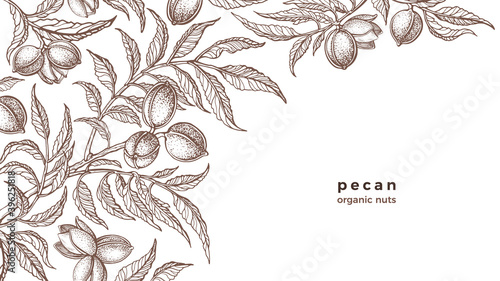 Vector pecan plant, nuts. Vintage botany sketch photo