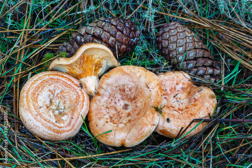 Fényképezés Lactarius deliciosus