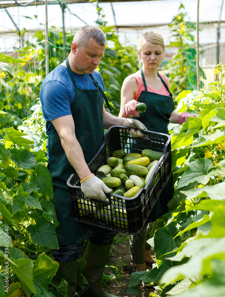 Fototapeta premium Farmer couple working in greenhouse, harvesting fresh cucumbers ..