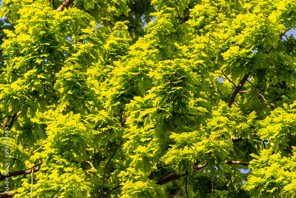 Fototapeta premium Green oak leaves, bright sun