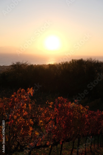 File di vite in una collina in autunno con foglie rosse. Vite per vino