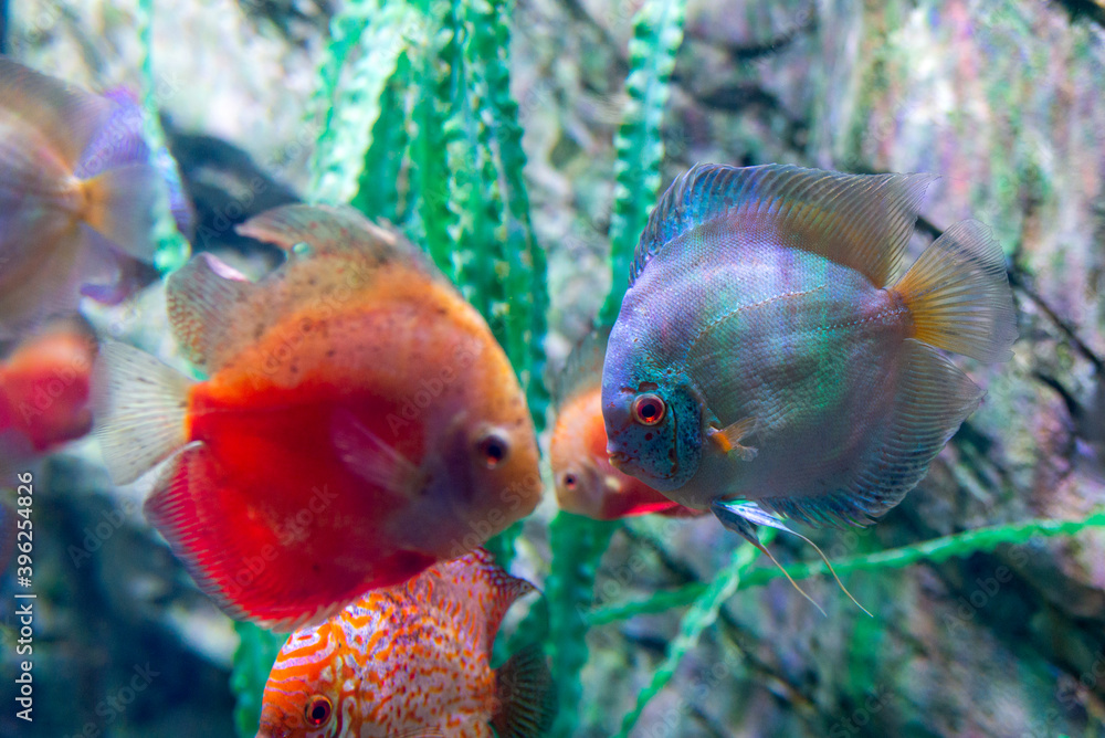 Freshwater aquarium fish symphysodon Discus or Symphysodon Freshwater aquarium fish symphysodon Discus or Symphysodon