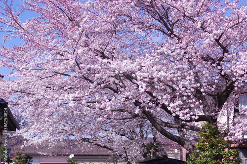 Wallpaper Mural 青空に映えるピンクの桜 Torontodigital.ca