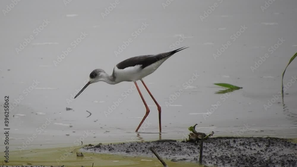 The black-winged stilt (Himantopus himantopus) is a widely distributed very long-legged wader in the avocet and stilt family (Recurvirostridae). The scientific name was formerly applied to a single, a The black-winged stilt (Himantopus himantopus) is a widely distributed very long-legged wader in the avocet and stilt family (Recurvirostridae). The scientific name was formerly applied to a single, a