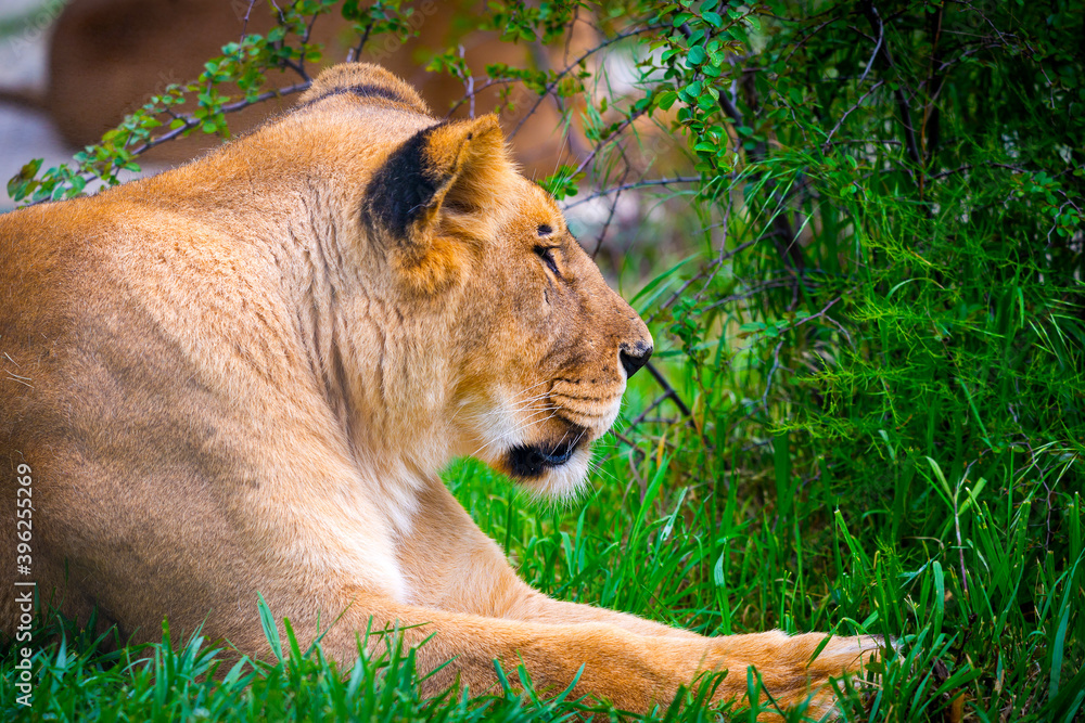 Naklejka premium Portrait of a female lion starring