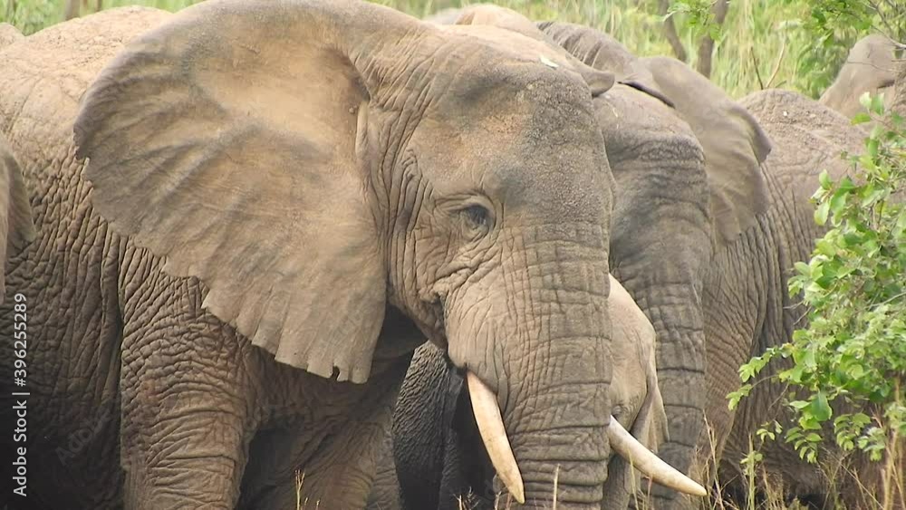 Elephants are mammals of the family Elephantidae and the largest existing land animals. African bush forest Asian. Ears tusks herbivore. Mikumi National Park, Tanzania. Elephants are mammals of the family Elephantidae and the largest existing land animals. African bush forest Asian. Ears tusks herbivore. Mikumi National Park, Tanzania.