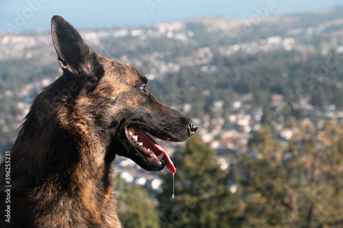 Photography dutch shepherd dog
