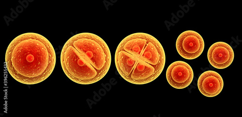 Process division of cell photo