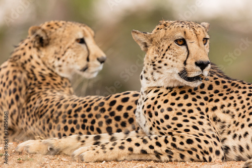 Two Cheetahs