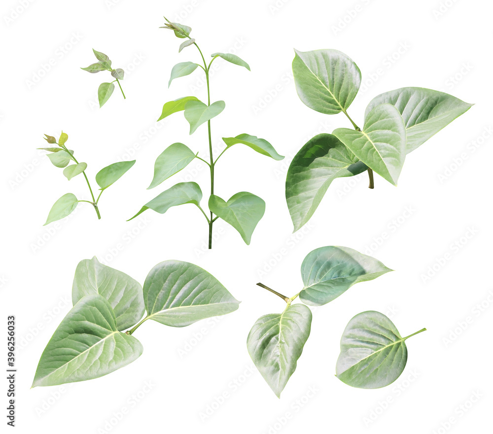 Set of branch with green leaves