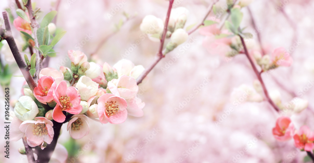 Horizontal spring banner with Japanese Quince flowers Horizontal spring banner with Japanese Quince flowers