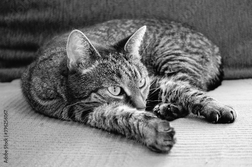 Katze auf Couch © Manfred Herrmann