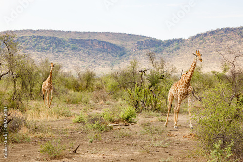 Photography giraffes walking in the savanna