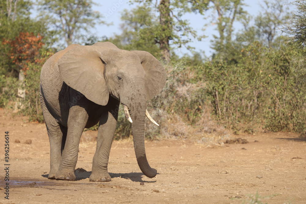 Afrikanischer Elefant / African elephant / Loxodonta africana. Afrikanischer Elefant / African elephant / Loxodonta africana.