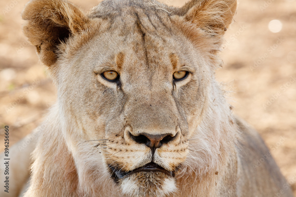 Portrait of a Lioness Portrait of a Lioness