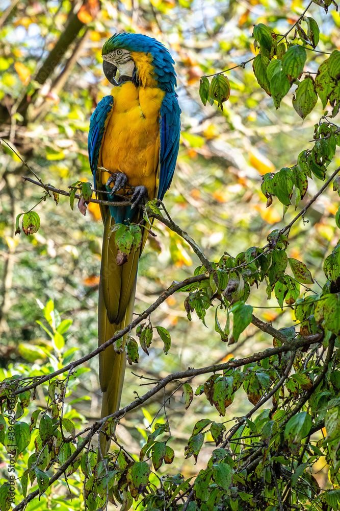 Obraz premium The Blue-and-yellow Macaw, Ara ararauna is a large South American parrot
