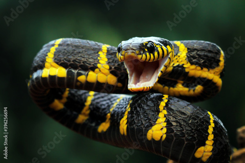 Boiga snake dendrophila yellow ringed on wood, Head of Boiga dendrophila, animal closeup