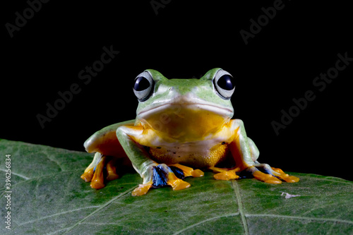 Flying frog sitting on leaves © kuritafsheen