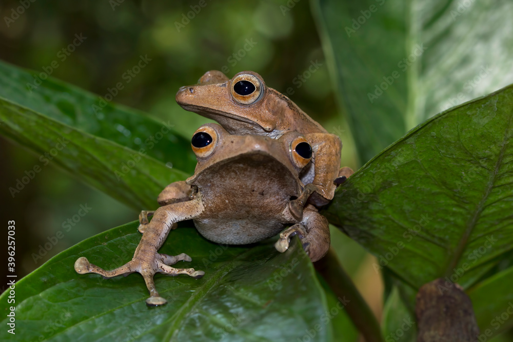 Obraz premium Polypedates otilophus sitting on red buds, Polypedates otilophus front view, animal closeup