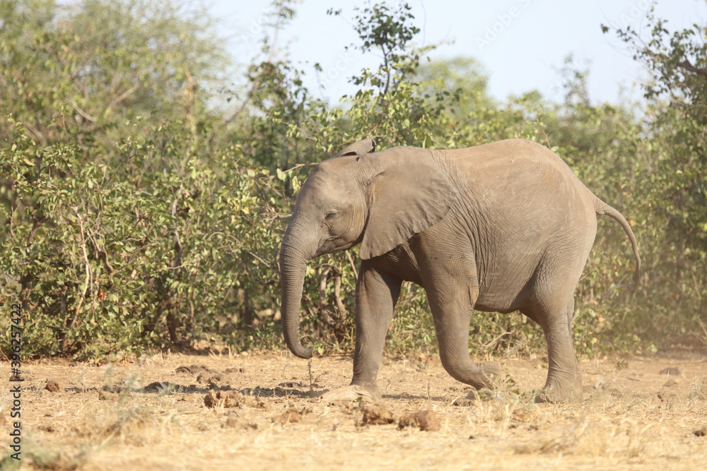 Afrikanischer Elefant / African elephant / Loxodonta africana..