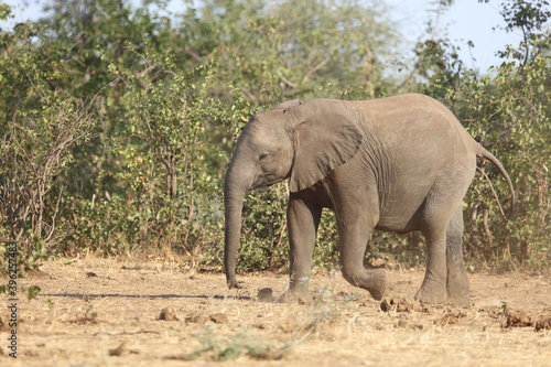 Afrikanischer Elefant   African elephant   Loxodonta africana.