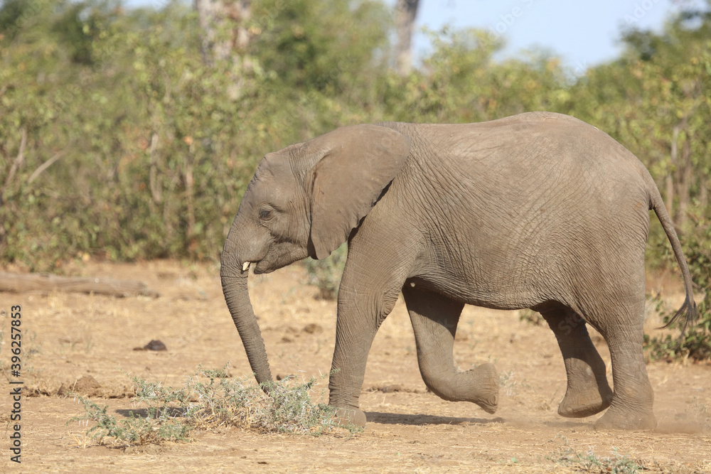 Afrikanischer Elefant / African elephant / Loxodonta africana.