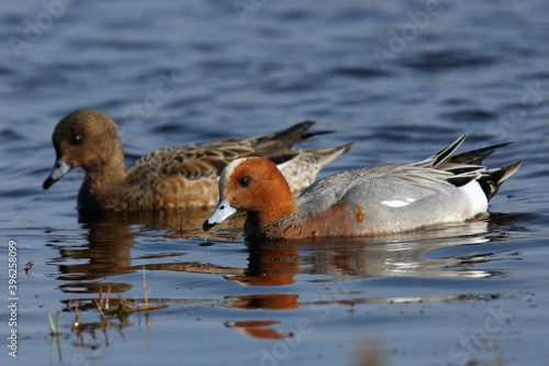 The Eurasian wigeon or Eurasian widgeon (Anas penelope) a pair of ducks on the water. Colorful nordic ducks, a pair of ducks on the water.