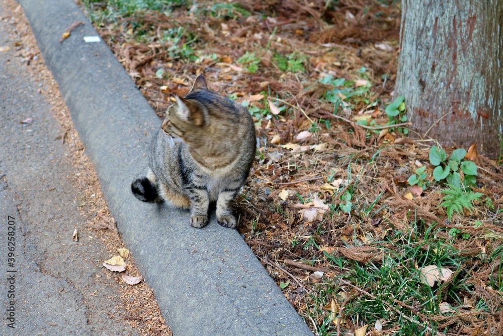 Obraz premium 振り返るねこ キジトラ 秋 風景